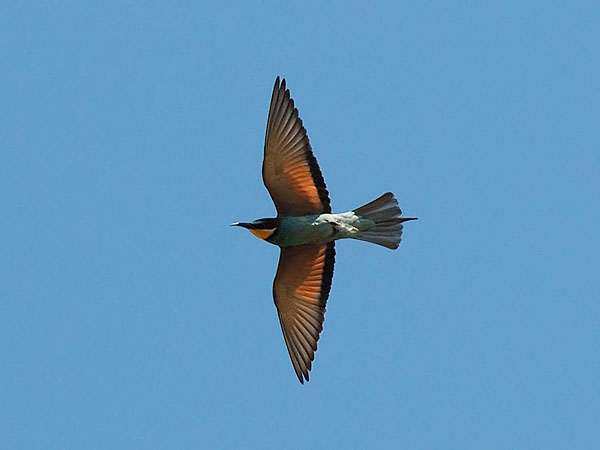 Mehiläissyöjä, European Bee-eater, Merops apiaster